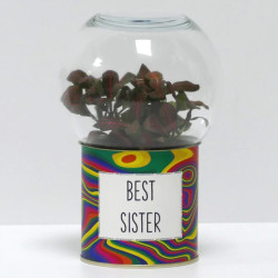 Terrarium déco Best sister