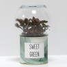 Terrarium déco Sweet green