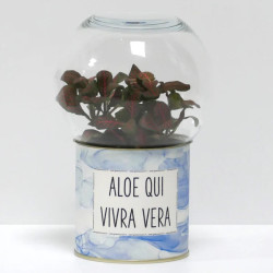 Terrarium déco Aloe qui vivra vera