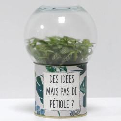 Terrarium déco Des idées mais pas de pétiole