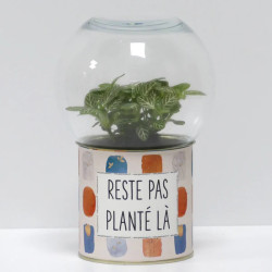 Terrarium déco Reste pas planté là