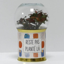 Terrarium déco Reste pas planté là