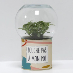 Terrarium déco Touche pas à mon pot