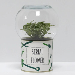 Terrarium déco Serial flower