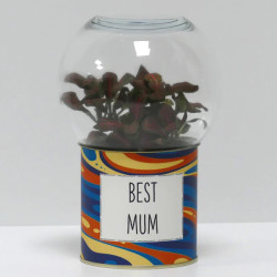 Terrarium déco Best mum