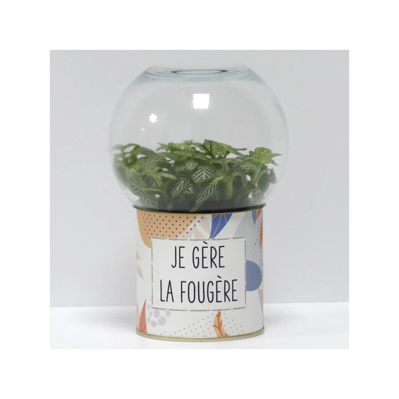 Terrarium déco Je gère la fougère