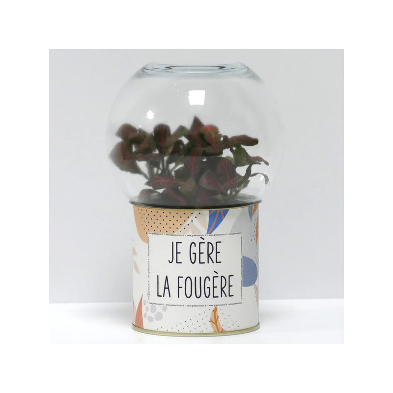 Terrarium déco Je gère la fougère