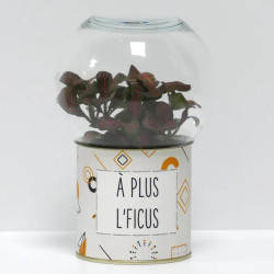 Terrarium déco A plus l'ficus