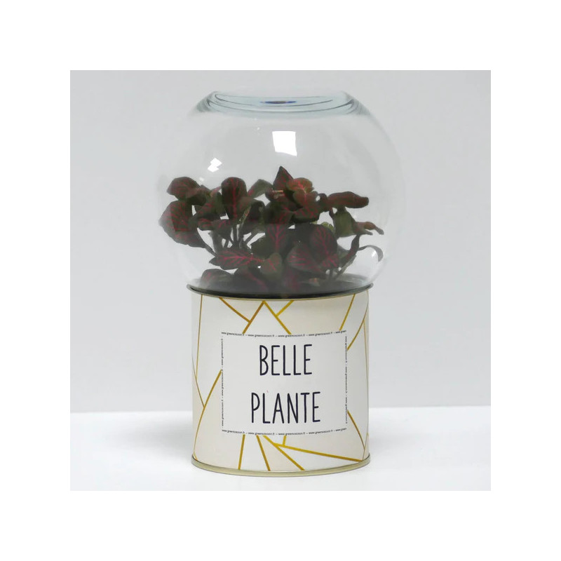 Terrarium déco Belle plante