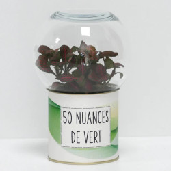 Terrarium déco 50 nuances de vert