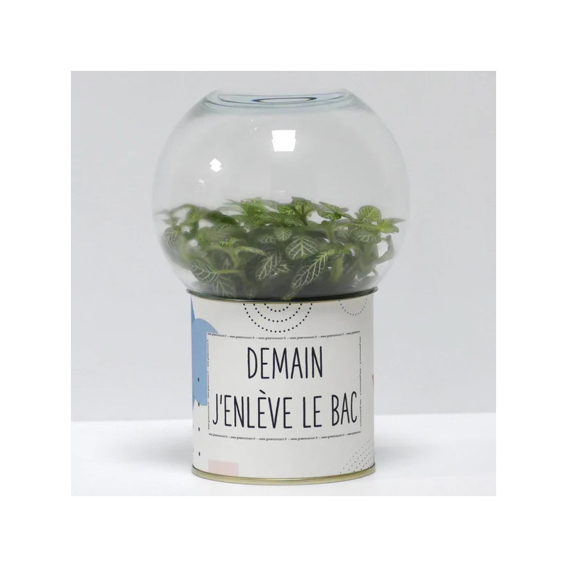 Terrarium déco Demain j'enlève le bac