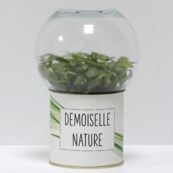 Terrarium déco Demoiselle nature