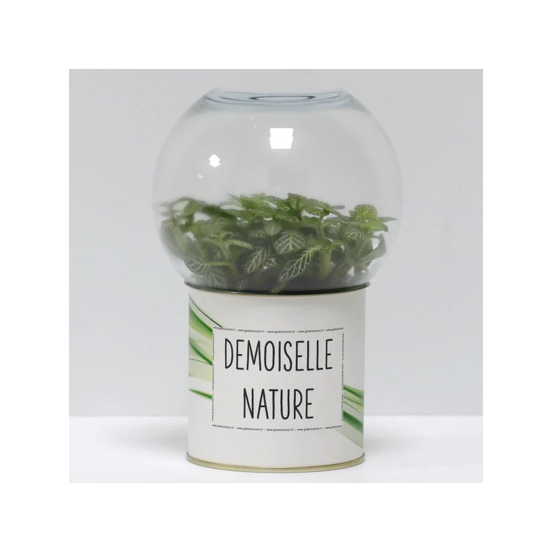 Terrarium déco Demoiselle nature