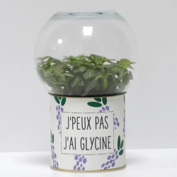 Terrarium déco J'peux pas j'ai glycine