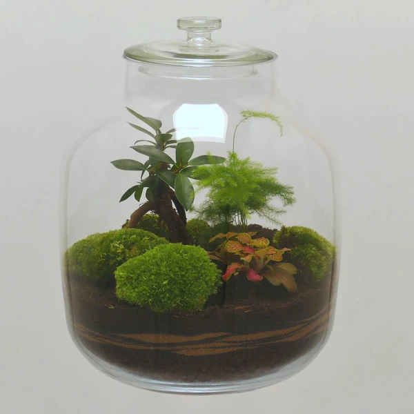 TERRARIUM CLASSIQUE RIVE-DE-GIER
